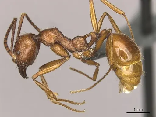 Aphaenogaster cardenai specimen