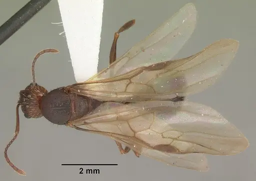 Aphaenogaster carolinensis specimen