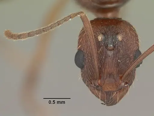 Aphaenogaster carolinensis specimen