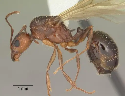 Aphaenogaster carolinensis specimen