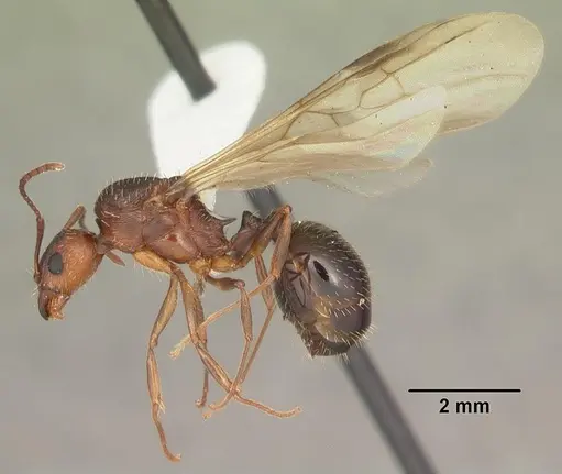 Aphaenogaster carolinensis - CASENT0103572