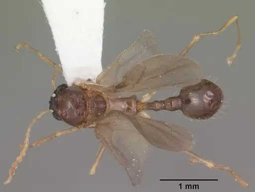 Aphaenogaster carolinensis - CASENT0103573