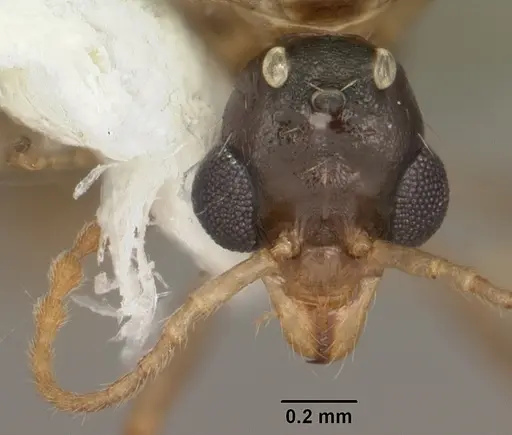 Aphaenogaster carolinensis - CASENT0103573
