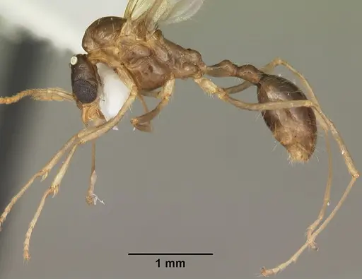 Aphaenogaster carolinensis - CASENT0103573