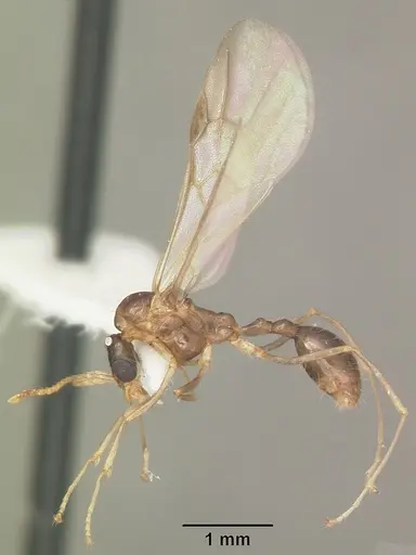 Aphaenogaster carolinensis - CASENT0103573