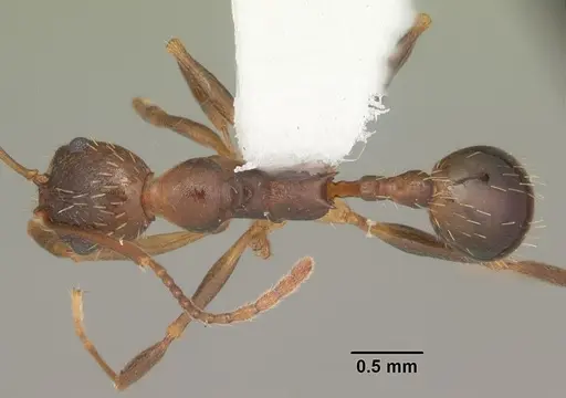 Aphaenogaster carolinensis - CASENT0103574