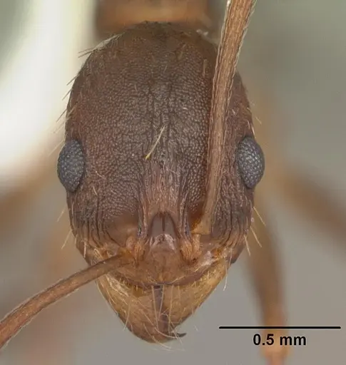 Aphaenogaster carolinensis - CASENT0103574