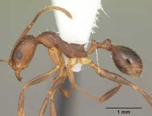 Aphaenogaster carolinensis - CASENT0103574