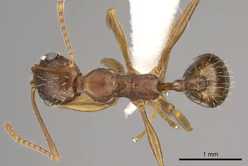 Aphaenogaster carolinensis - CASENT0906104
