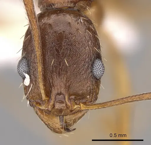 Aphaenogaster carolinensis - CASENT0906104