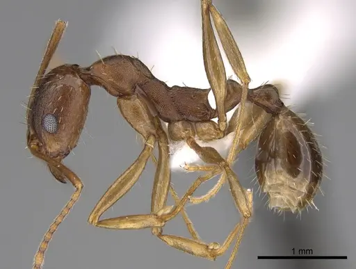 Aphaenogaster carolinensis - CASENT0906104