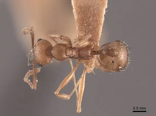 Aphaenogaster carolinensis - FMNHINS0000049642