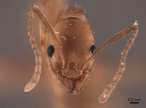 Aphaenogaster carolinensis - FMNHINS0000049642