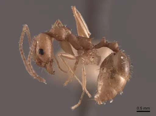 Aphaenogaster carolinensis - FMNHINS0000049642