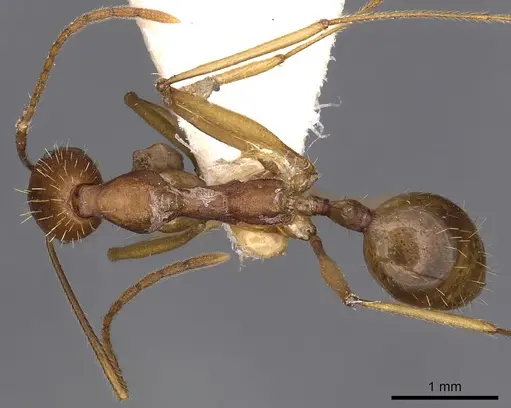 Aphaenogaster cavernicola specimen