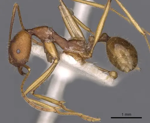 Aphaenogaster cavernicola specimen