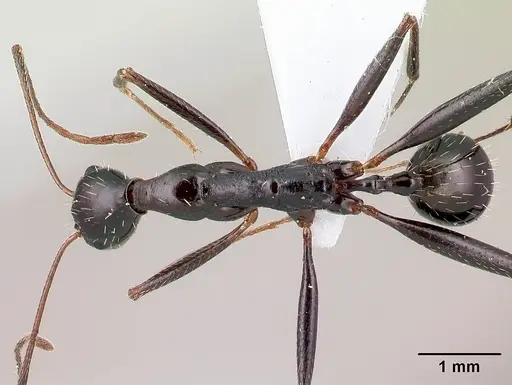 Aphaenogaster cecconii specimen