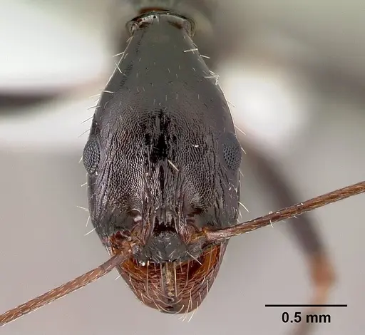 Aphaenogaster cecconii specimen