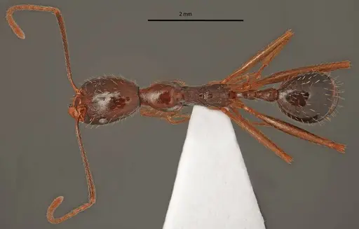 Aphaenogaster charesi specimen
