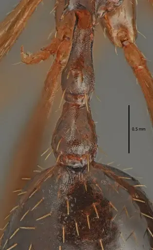 Aphaenogaster charesi specimen