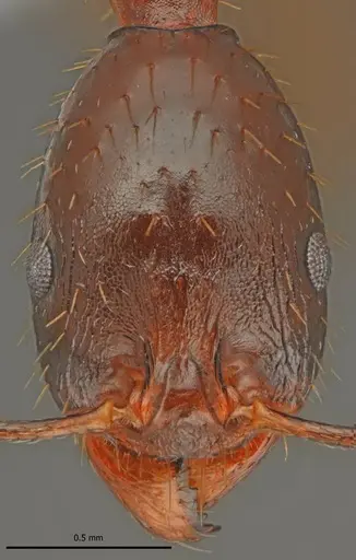 Aphaenogaster charesi specimen