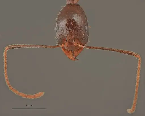 Aphaenogaster charesi - LBC-GR01682-HOL