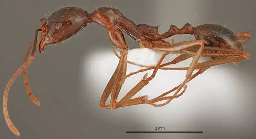 Aphaenogaster charesi - LBC-GR01682-HOL
