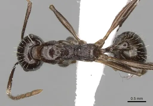 Aphaenogaster cristata specimen