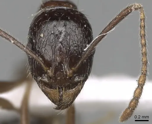 Aphaenogaster cristata specimen