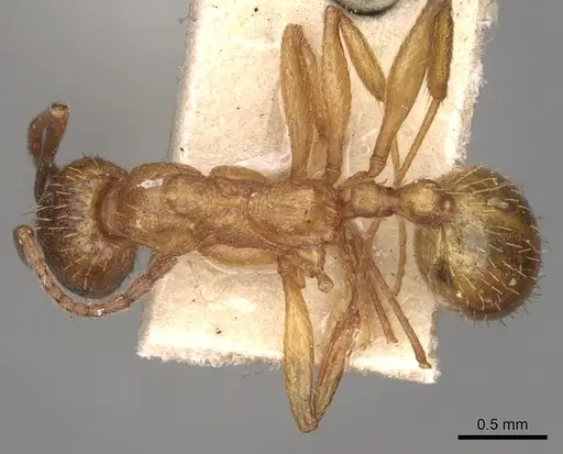 Aphaenogaster crocea specimen