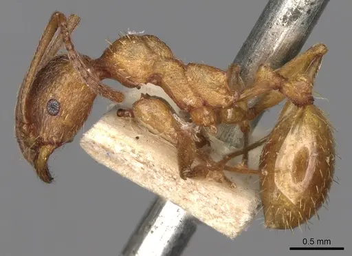 Aphaenogaster crocea specimen