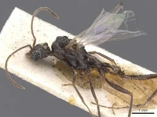 Aphaenogaster curiosa specimen