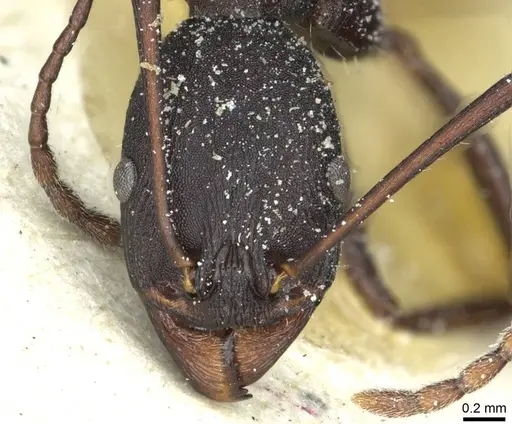 Aphaenogaster depilis specimen
