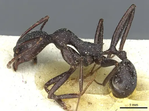 Aphaenogaster depilis specimen