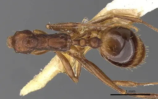 Aphaenogaster depressa specimen
