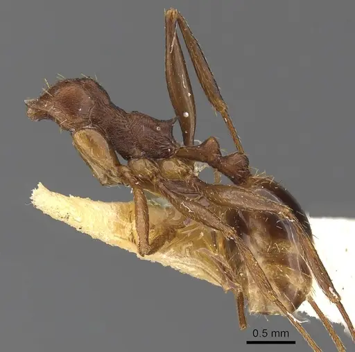 Aphaenogaster depressa specimen