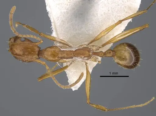 Aphaenogaster dlusskyi specimen