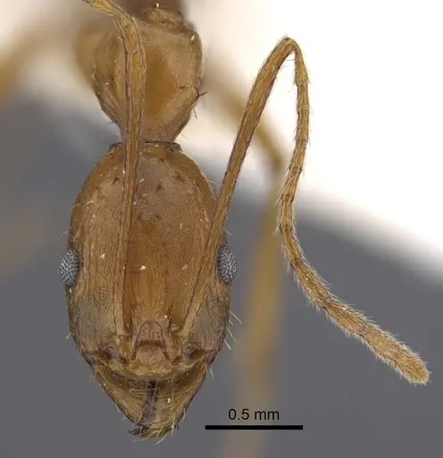 Aphaenogaster dlusskyi specimen