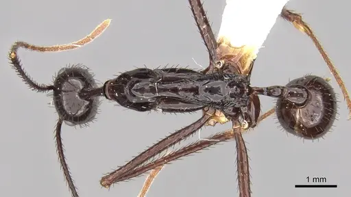 Aphaenogaster dromedaria specimen