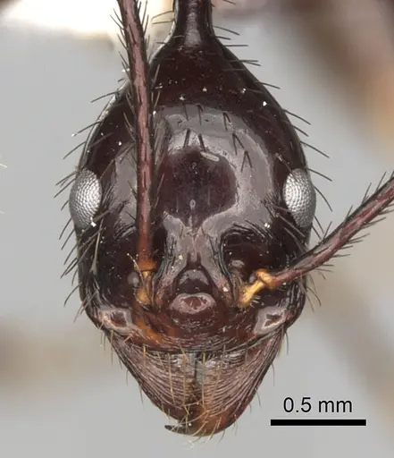 Aphaenogaster dromedaria specimen