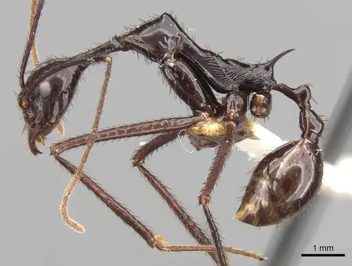 Aphaenogaster dromedaria - CASENT0280945