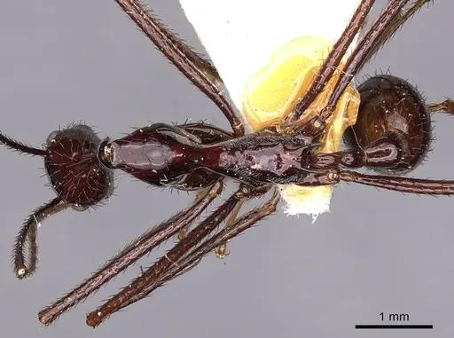Aphaenogaster dromedaria - CASENT0900422