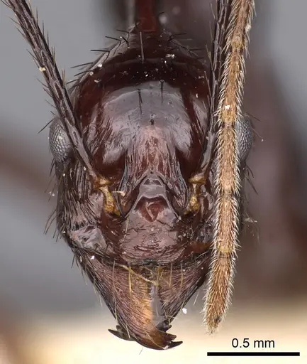 Aphaenogaster dromedaria - CASENT0900422