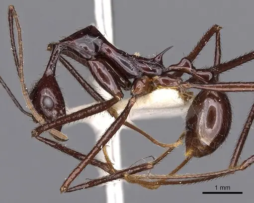 Aphaenogaster dromedaria - CASENT0900422