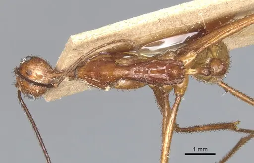 Aphaenogaster dromedaria - CASENT0904190