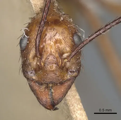Aphaenogaster dromedaria - CASENT0904190