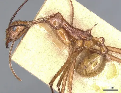 Aphaenogaster dromedaria - CASENT0904190