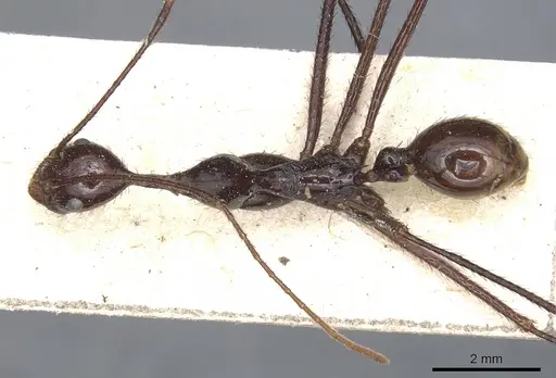 Aphaenogaster dromedaria - CASENT0904191