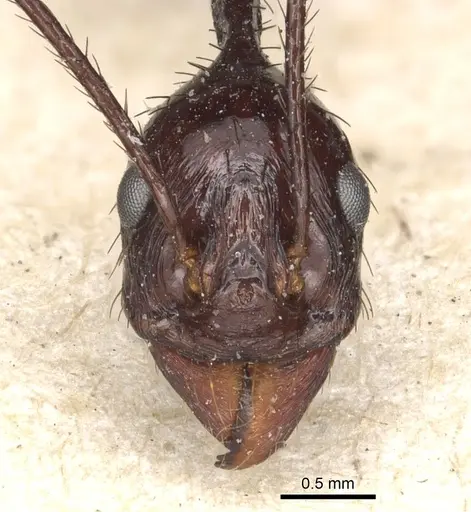 Aphaenogaster dromedaria - CASENT0904191