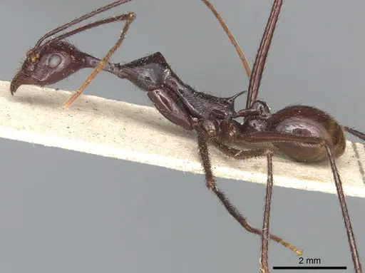 Aphaenogaster dromedaria - CASENT0904191